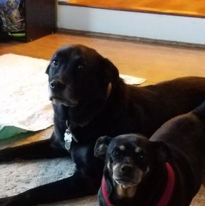 Meet your Posher, Penny